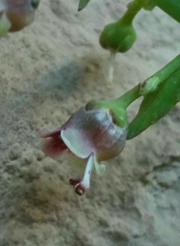 Scrophularia crassiuscula